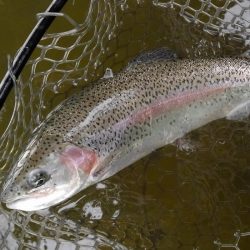 大安トラウトレイク 釣果